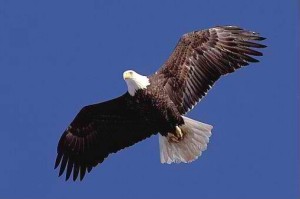 Beautiful-Eagle-Picture-Flying-High-In-The-Sky